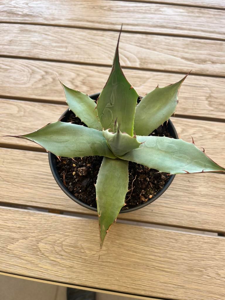 Agave Havardiana, Enlèvement ou Envoi