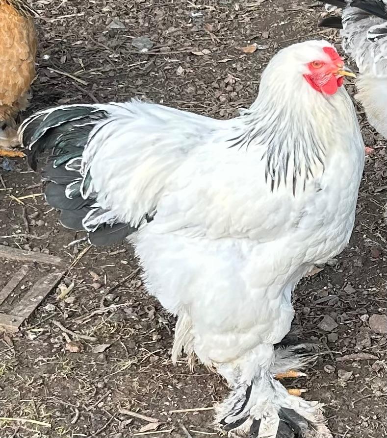 Belles queues Brahma, Mâle, Poule ou poulet