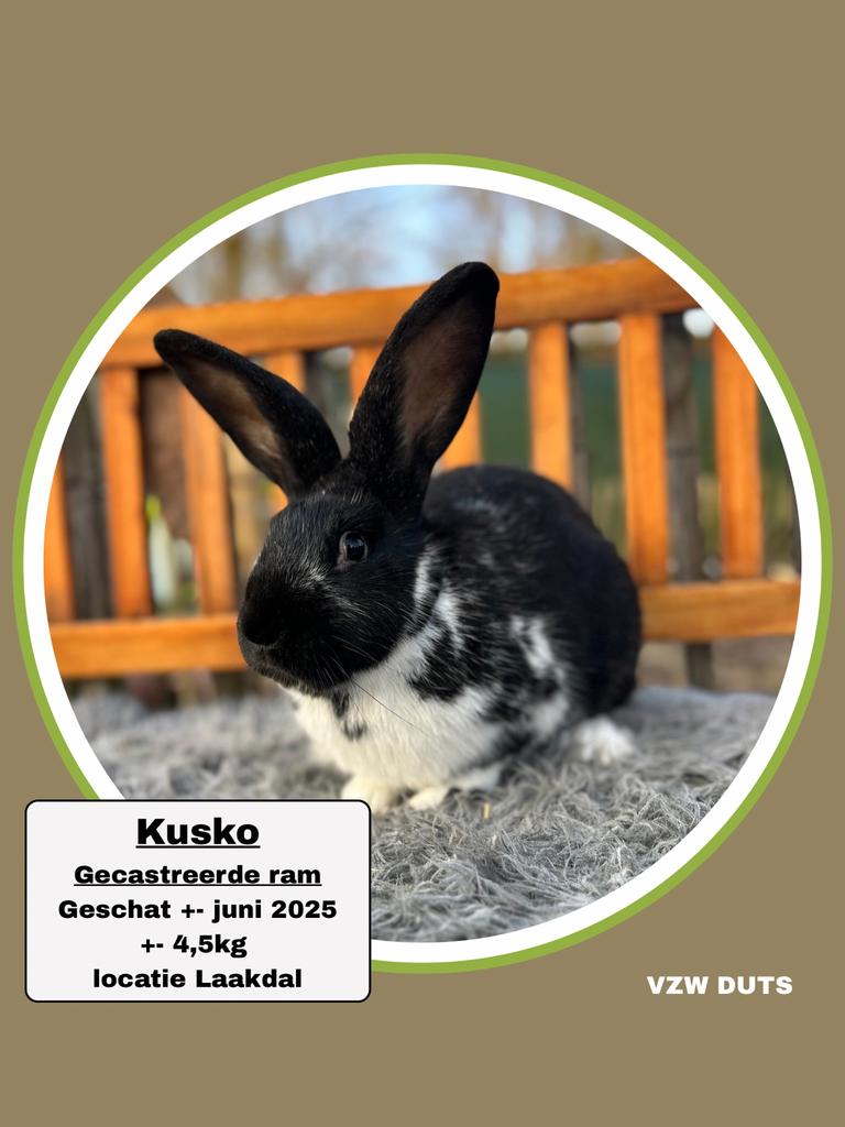 Gecastreerde ram ter adoptie vzw duts, Dieren en Toebehoren, Mannelijk, Groot