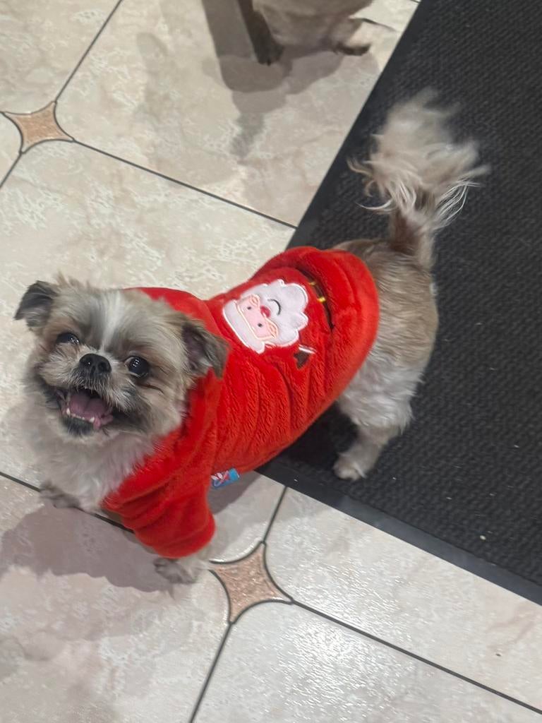 Manteau Noel taille L pour petit chien, Enlèvement, Comme neuf, Manteau pour chien