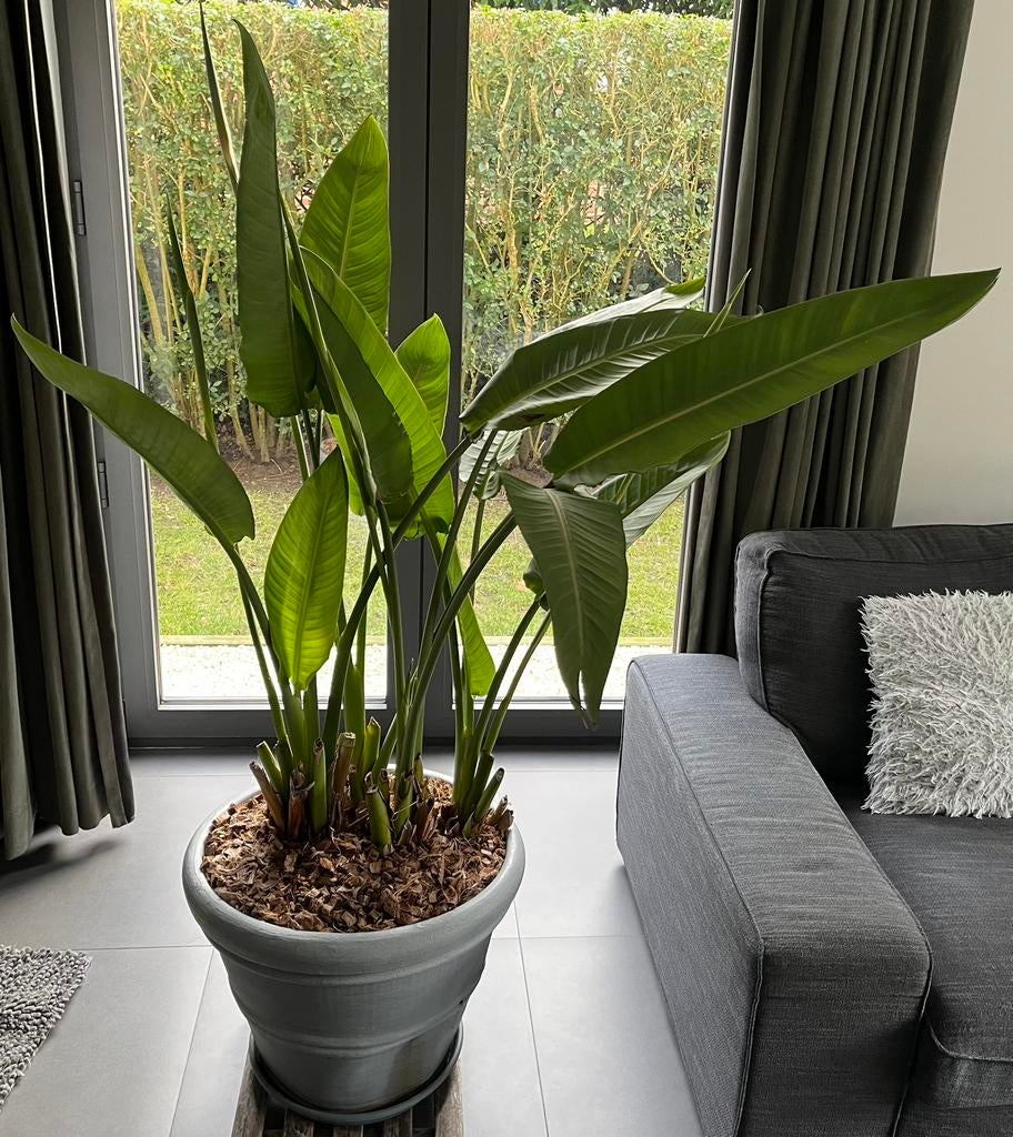 Plante oiseau de paradis, Plante à fleurs, Enlèvement, En pot, 150 à 200 cm