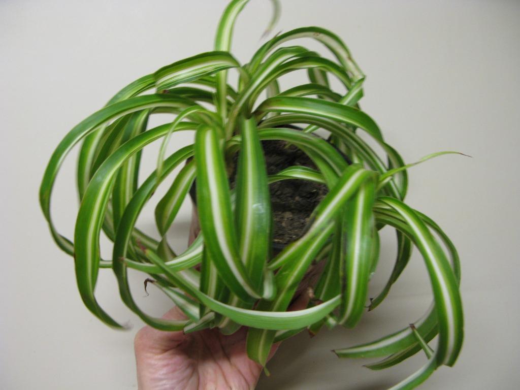 Phalangère (chlorophytum), Autres espèces, En pot, Moins de 100 cm, Enlèvement