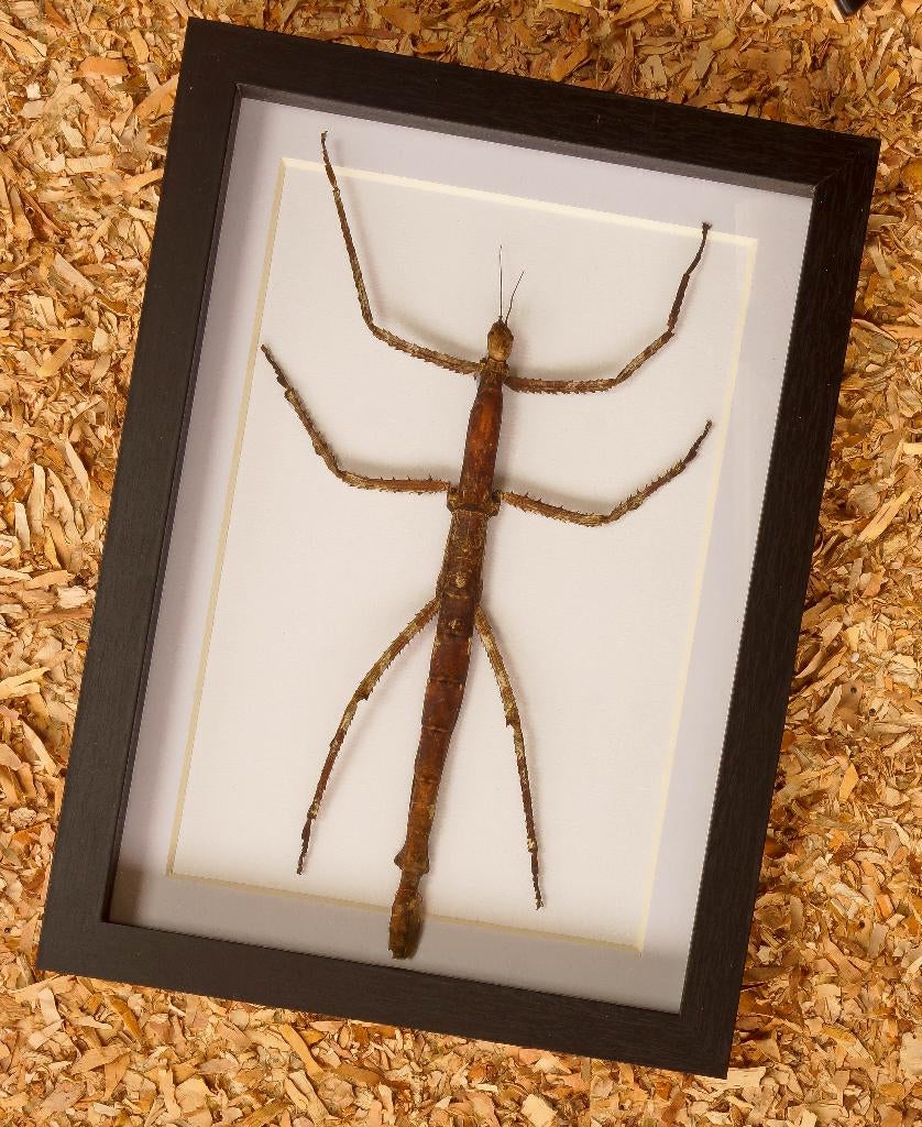 Wandelende tak in kader, Collections, Collections Animaux, Enlèvement ou Envoi, Neuf, Reptile ou Amphibien, Animal empaillé