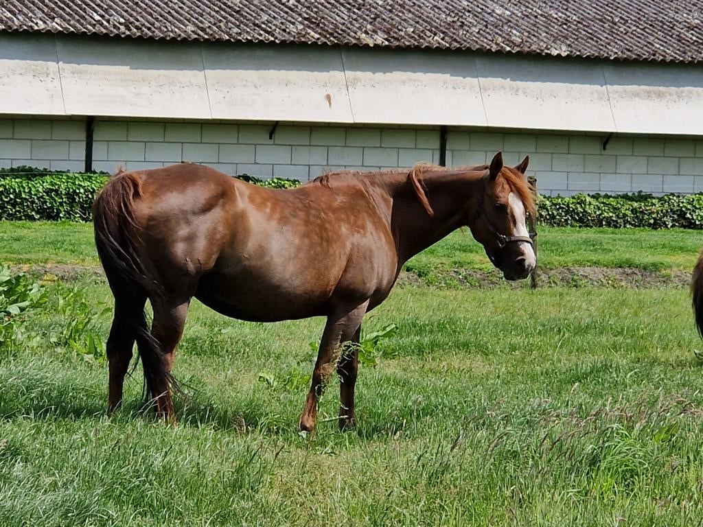 Quarter merrie, Dieren en Toebehoren, Merrie