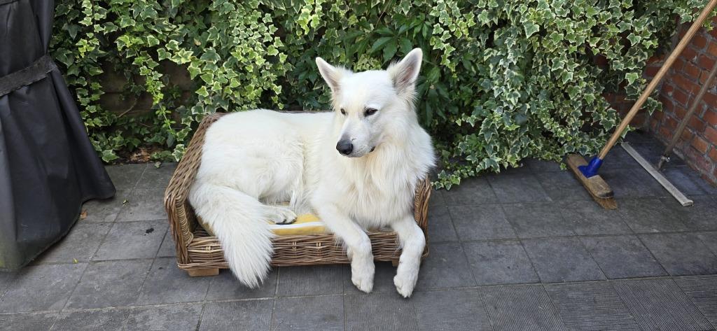 hondenmand, Dieren en Toebehoren, Ophalen, Zo goed als nieuw, Riet