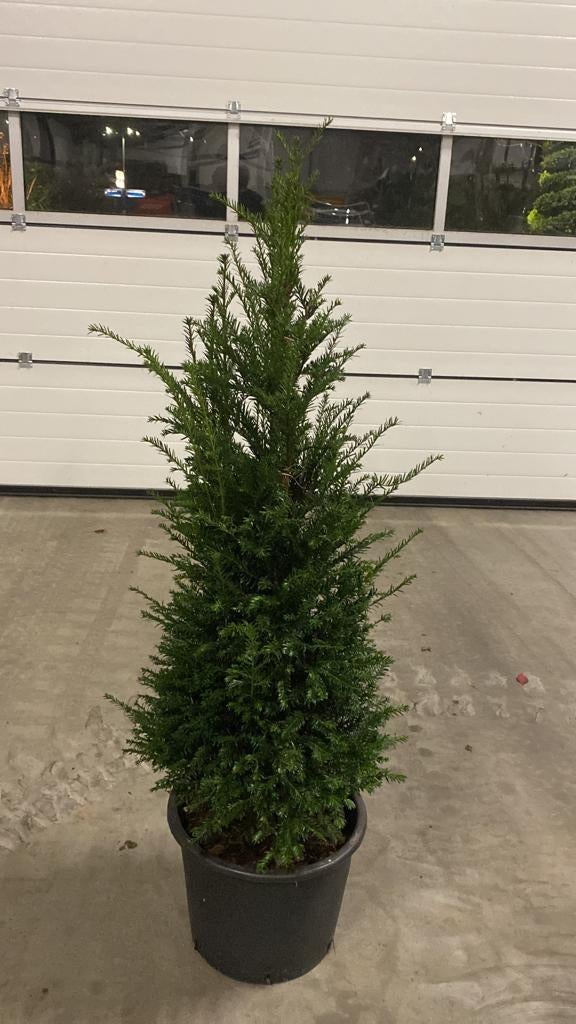 Professioneel gekweekte Taxus baccata 80-100 Oisterwijk, Tuin en Terras, Planten | Bomen, Ophalen of Verzenden