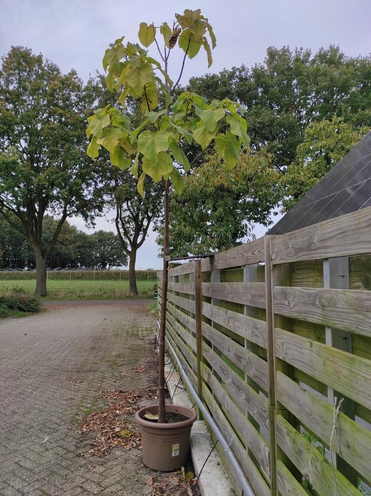 Paulownia tomentosa Kiri, Tuin en Terras, Ophalen of Verzenden