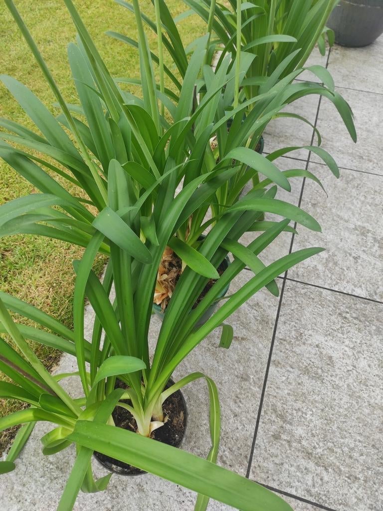 Agapanthus Groen blijvend Afrikaanse lelie, Ophalen of Verzenden