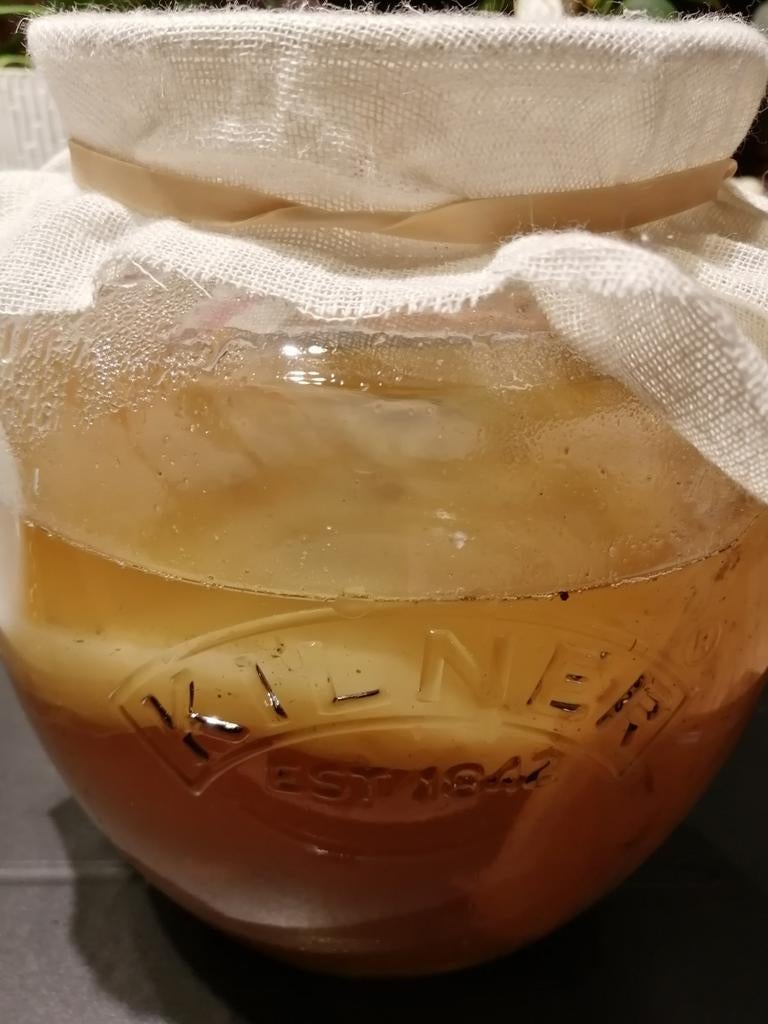Scoby voor Kombucha + recept + startvloeistof, Enlèvement ou Envoi