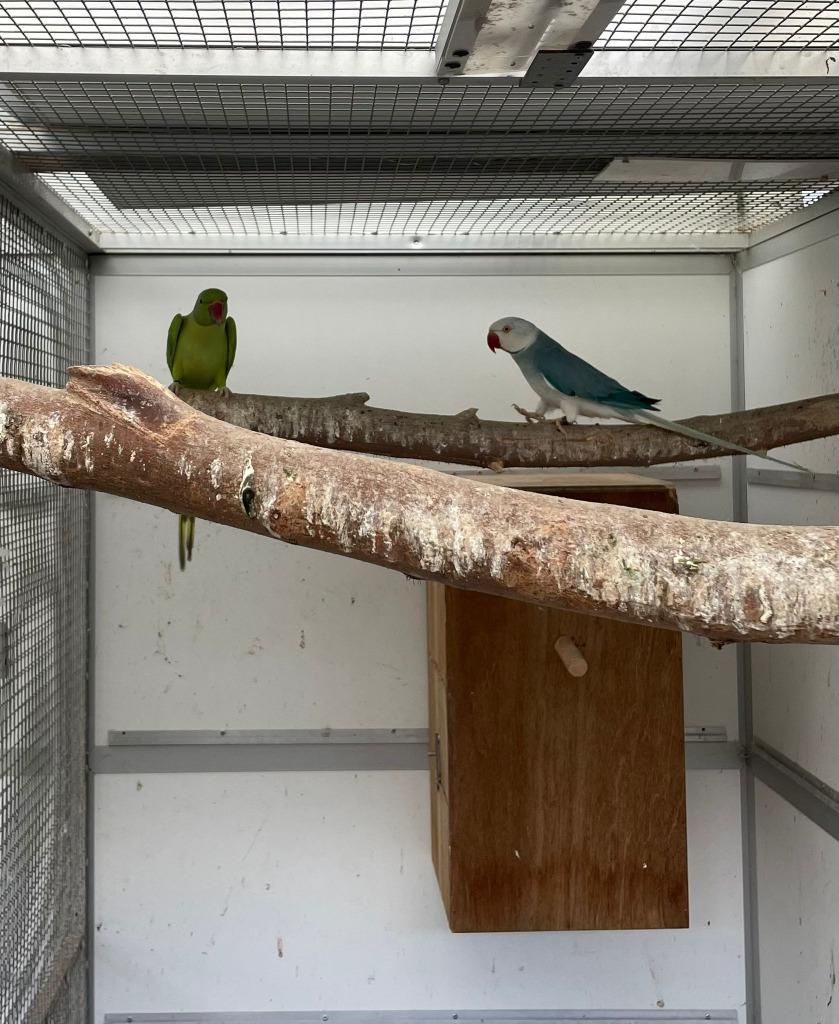 kweekkoppel halsband parkiet - halsbandparkiet opaline wkws, Meerdere dieren, Parkiet