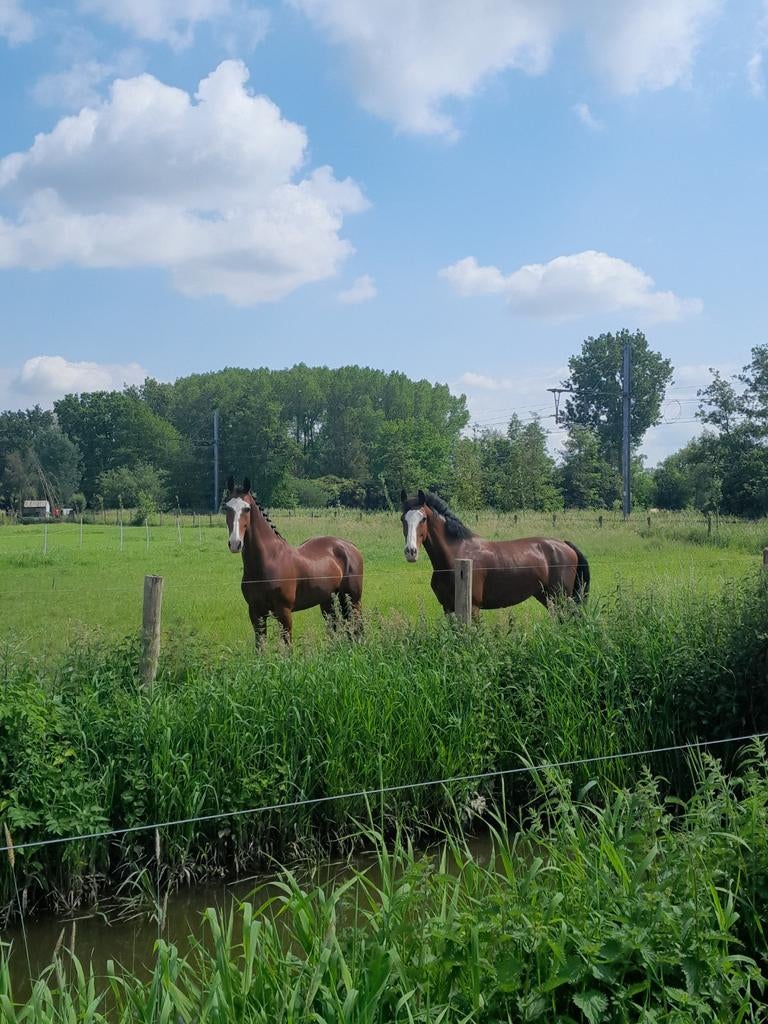 Rijlessen / verhuur stallen / ponykampen Pensionstal Equini, Ruiter of Bijrijder