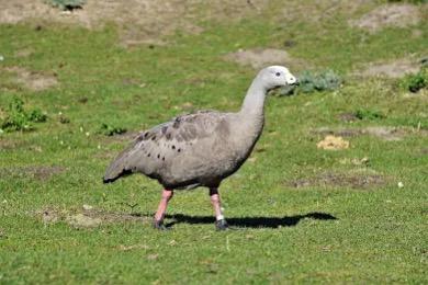Gezocht : sierpluimvee en parkdieren, Dieren en Toebehoren, Meerdere dieren, Overige soorten