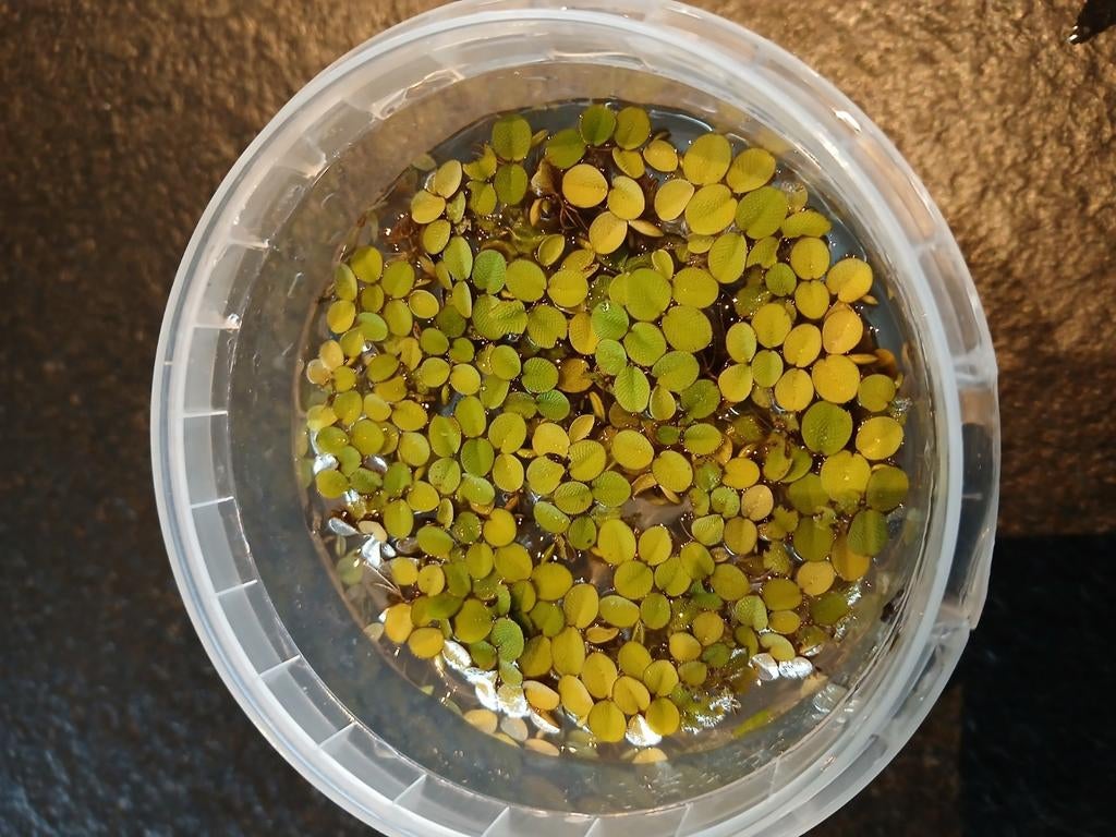 Salvinia minima, Dieren en Toebehoren, Vissen | Aquaria en Toebehoren, Ophalen of Verzenden, Plant(en), Steen of Hout