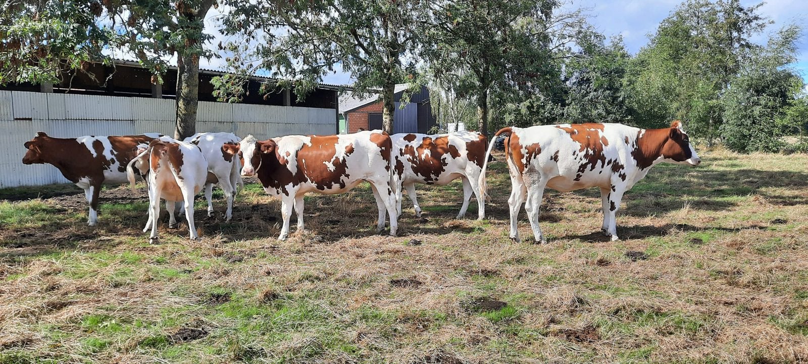 7 BELLES GÉNISSES HOLSTEIN ROUGES À VENDRE, Articles professionnels, Enlèvement