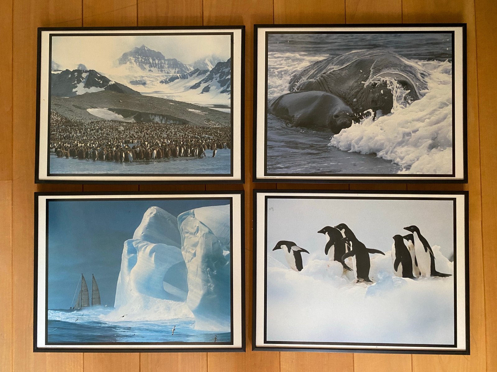 4 kaders dieren, Ophalen