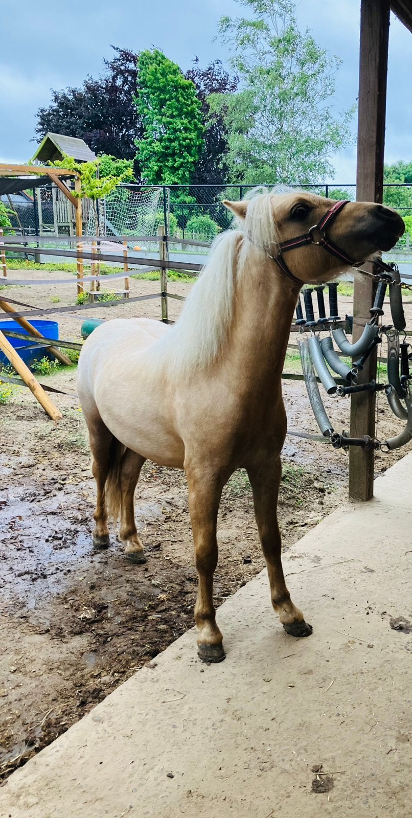 Mini paardje, Animaux & Accessoires, Chevaux, Étalon, Non dressé, 0 à 2 ans, Avec pedigree, Avec puce électronique, Vermifugé
