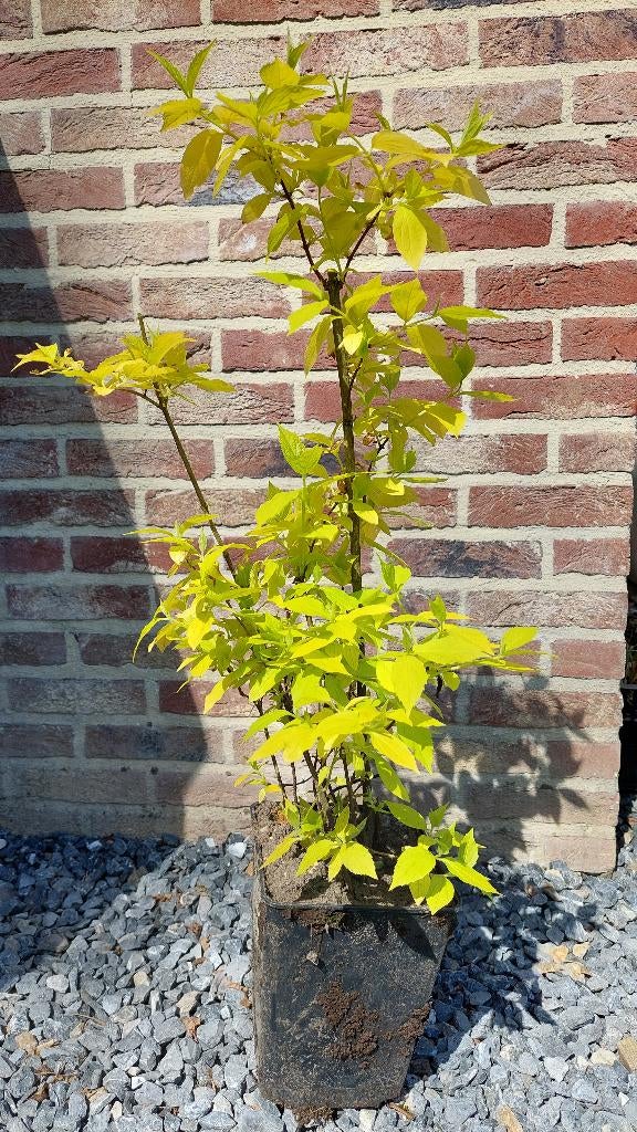 boerenjasmijn, Jardin & Terrasse, Plantes | Arbustes & Haies, Enlèvement, Autres espèces, Arbuste, Moins de 100 cm