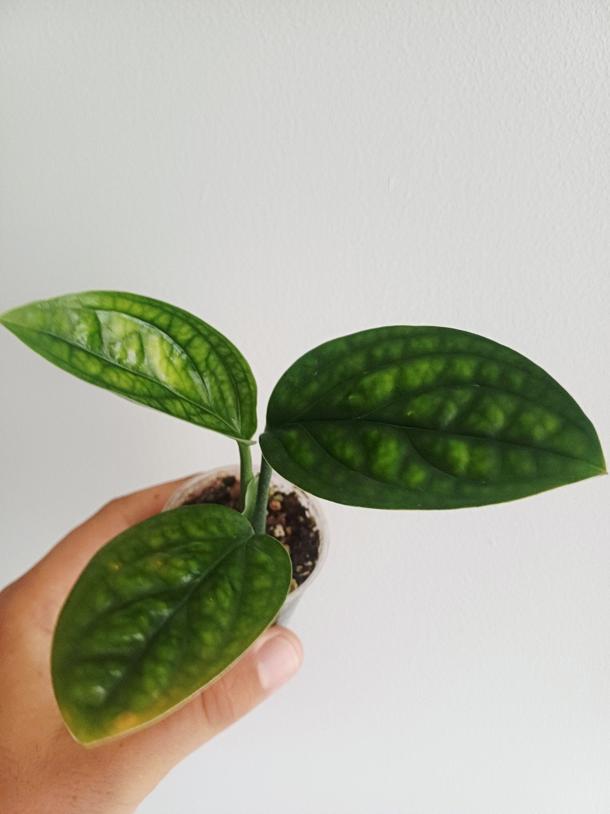Monstera Karstenianum 'peru', Huis en Inrichting, Kamerplanten, Overige soorten, In pot, Minder dan 100 cm, Groene kamerplant