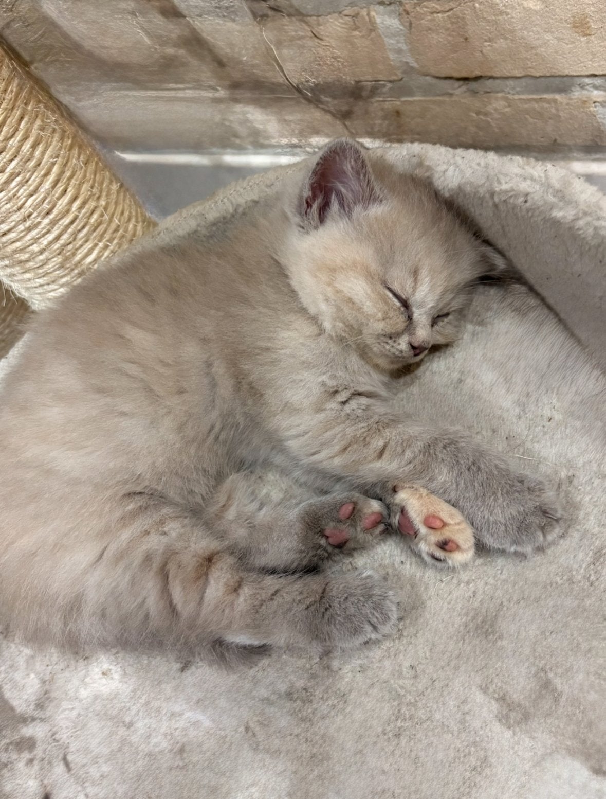 Britse korthaar kitten, Dieren en Toebehoren, Kater, Gechipt, 0 tot 2 jaar