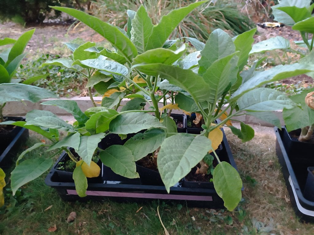 Jonge planten brugmansia/trompetbloem, Tuin en Terras, Ophalen, Zomer