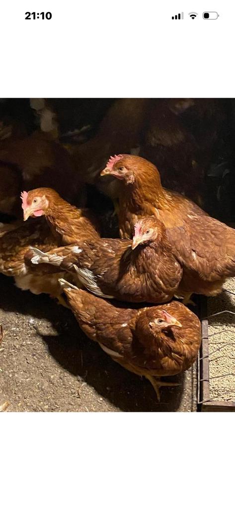 Jonge legkippen, Leghennen 17+Wk oud. Wit+Bruin incl enting, Dieren en Toebehoren