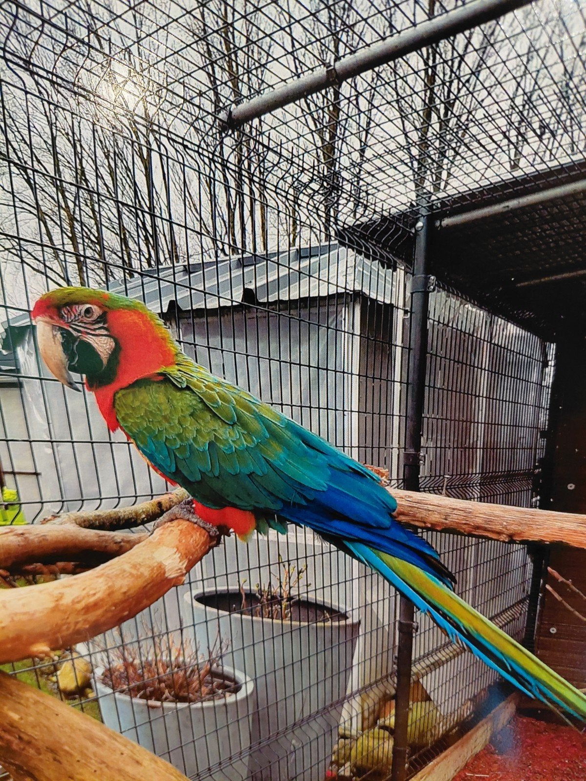 Ara arlequin, Femelle, Perroquet, Bagué