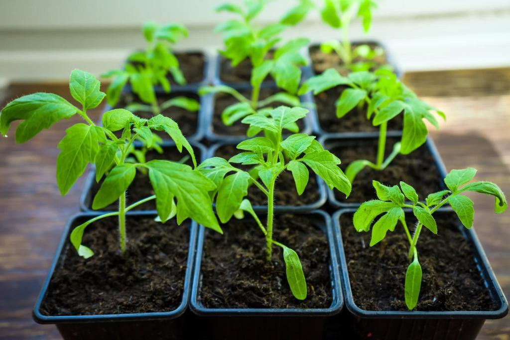 plantez des tomates, des tomates cerises et des poivrons, Enlèvement, Annuelle, Plantes potagères, Plein soleil