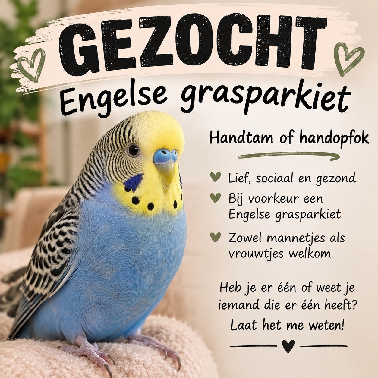 Gezocht Engelse grasparkiet