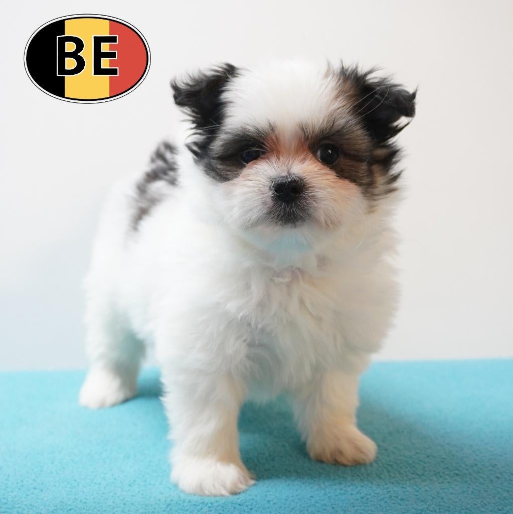 Maltipom – petits chiens au grand charme à vendre, Commerçant, Autres races, 8 à 15 semaines, Plusieurs