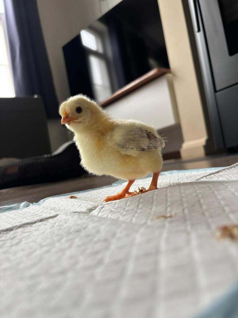 Eastereggers/kleurleggers kuikens., Geslacht onbekend