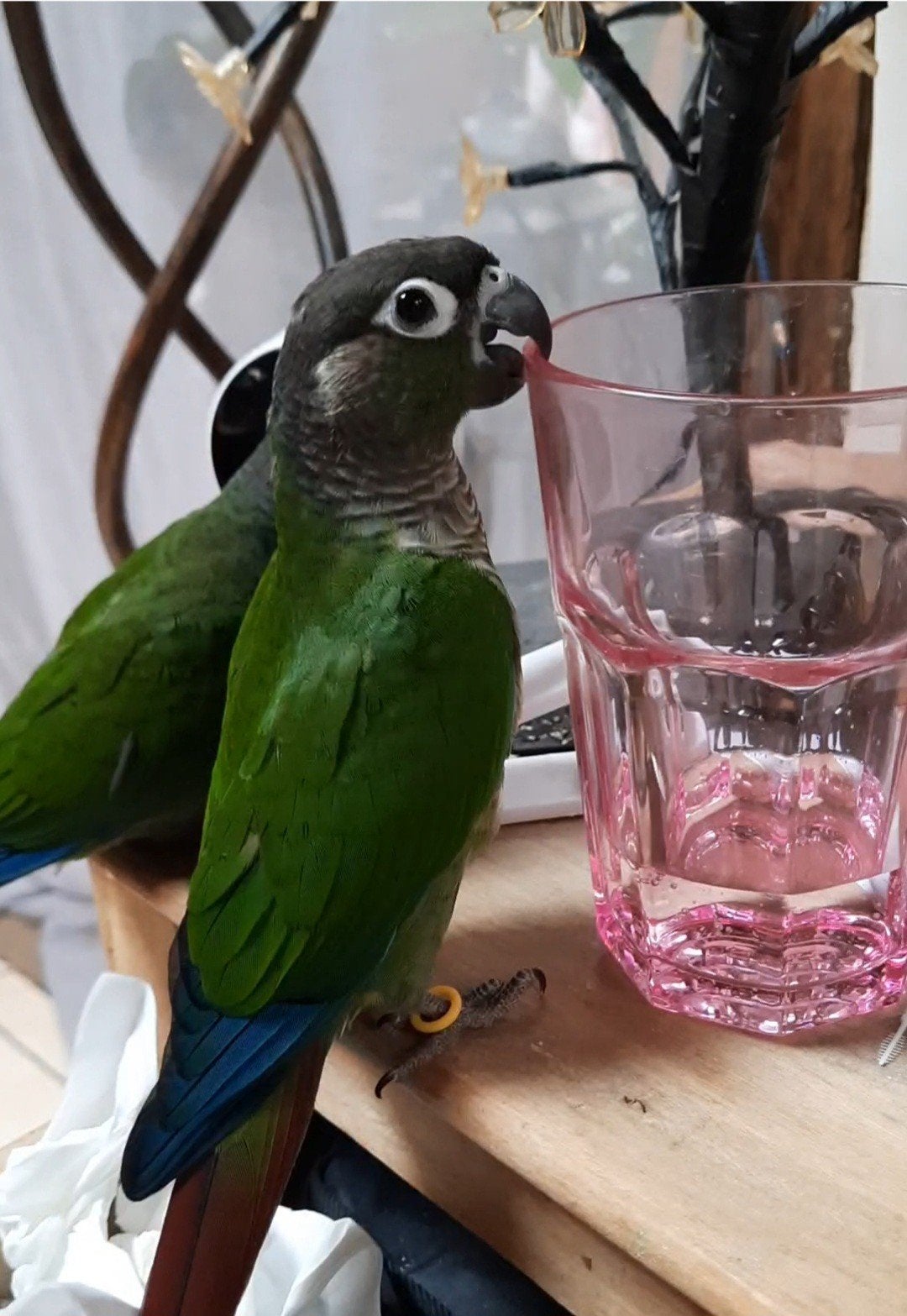 conure molinae eam