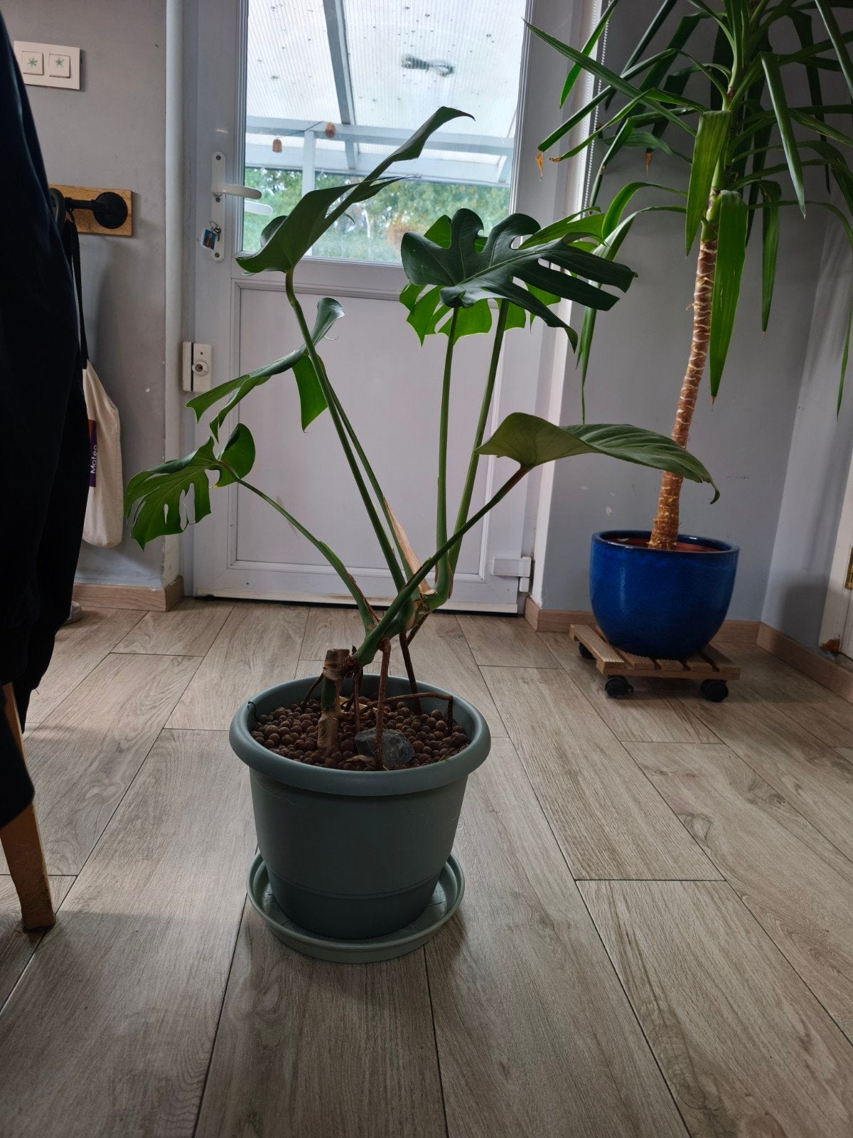 Monstera deliciosa 30€, Enlèvement