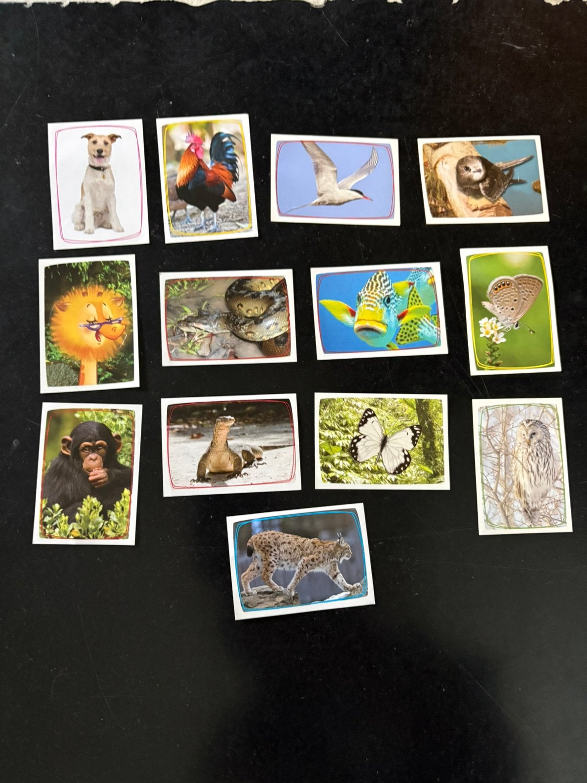 13 autocollants Panini Animal World, Enlèvement ou Envoi, Neuf, Animal et Nature