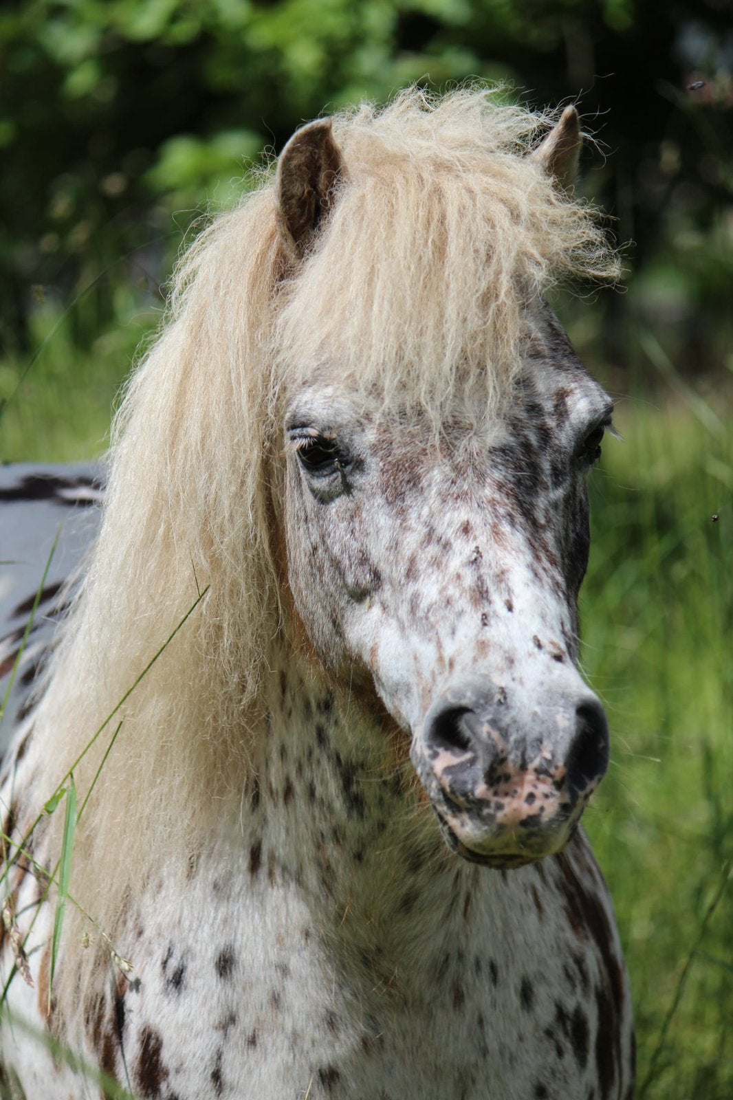 Stamboom appaloosa merrie, Dieren en Toebehoren, Merrie, Met stamboom, Niet van toepassing, A pony (tot 1.17m)