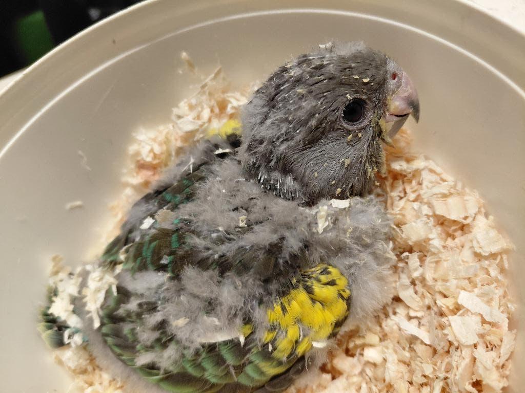 Baby Meyer-papegaai, Dieren en Toebehoren, Geslacht onbekend, Papegaai, Geringd