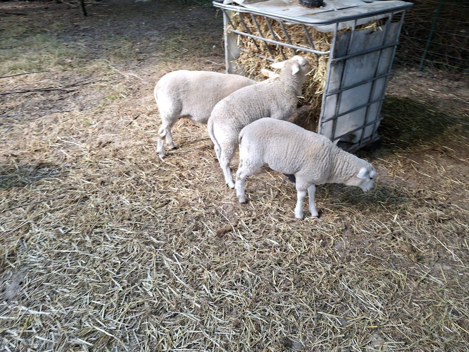 Lammeren te koop 2 bokken en 3 ooien, Dieren en Toebehoren, Schapen, Geiten en Varkens