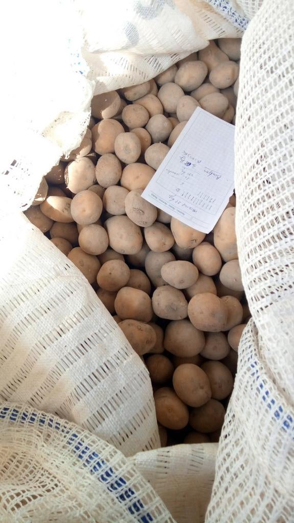 Pootgoed, bintje ,fontane, Ophalen