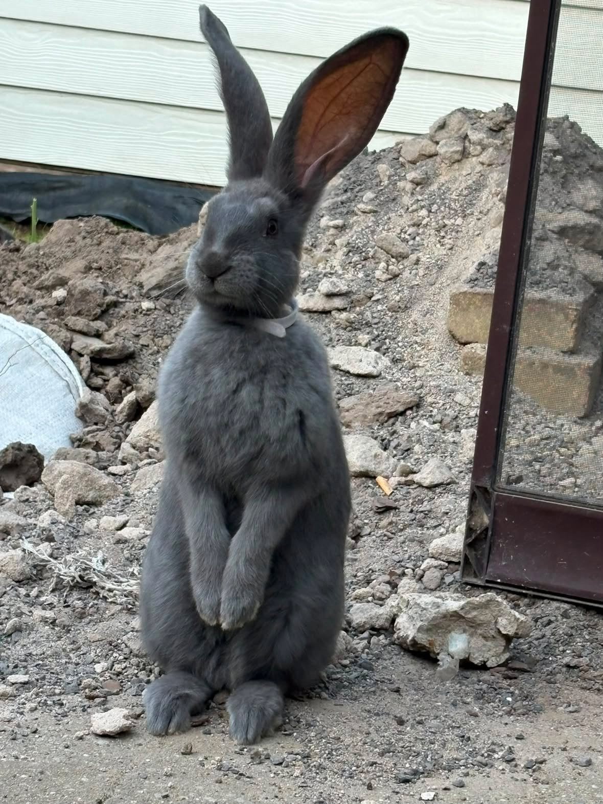 Twee mannelijke grijs blauwe vlaamse reuzen, Dieren en Toebehoren, Mannelijk, Groot, 0 tot 2 jaar