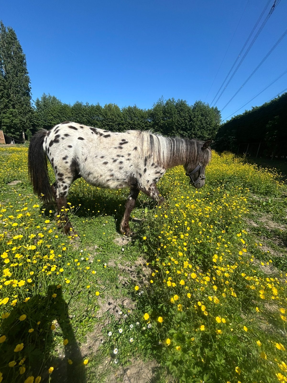 elmo appaloosa, Dieren en Toebehoren, Stalling en Weidegang
