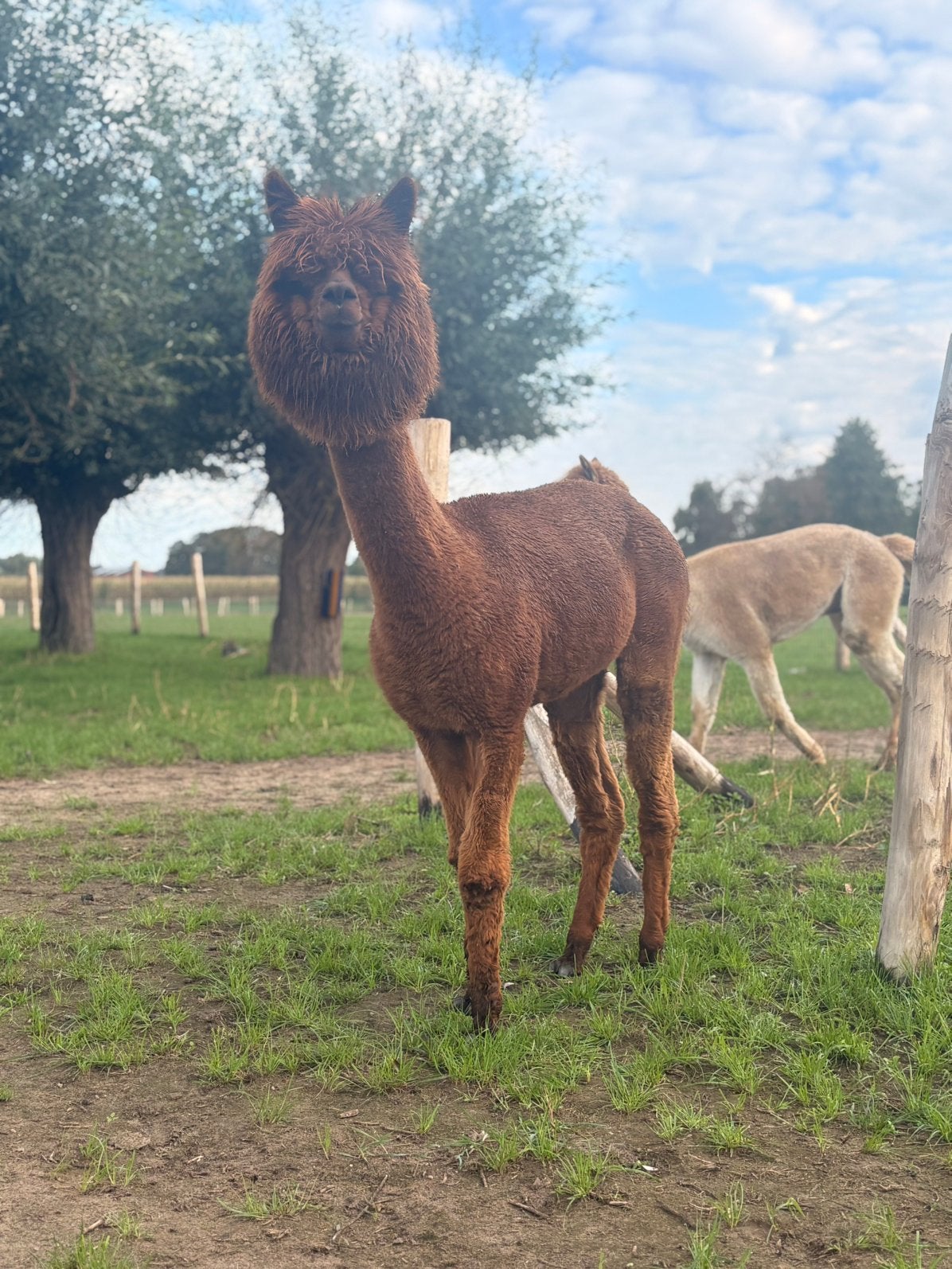 Alpaca ruin 3 jaar, Hongre