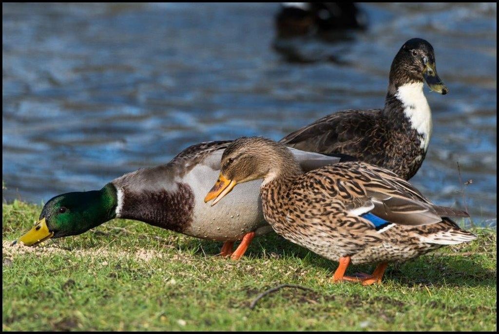 couple de canards