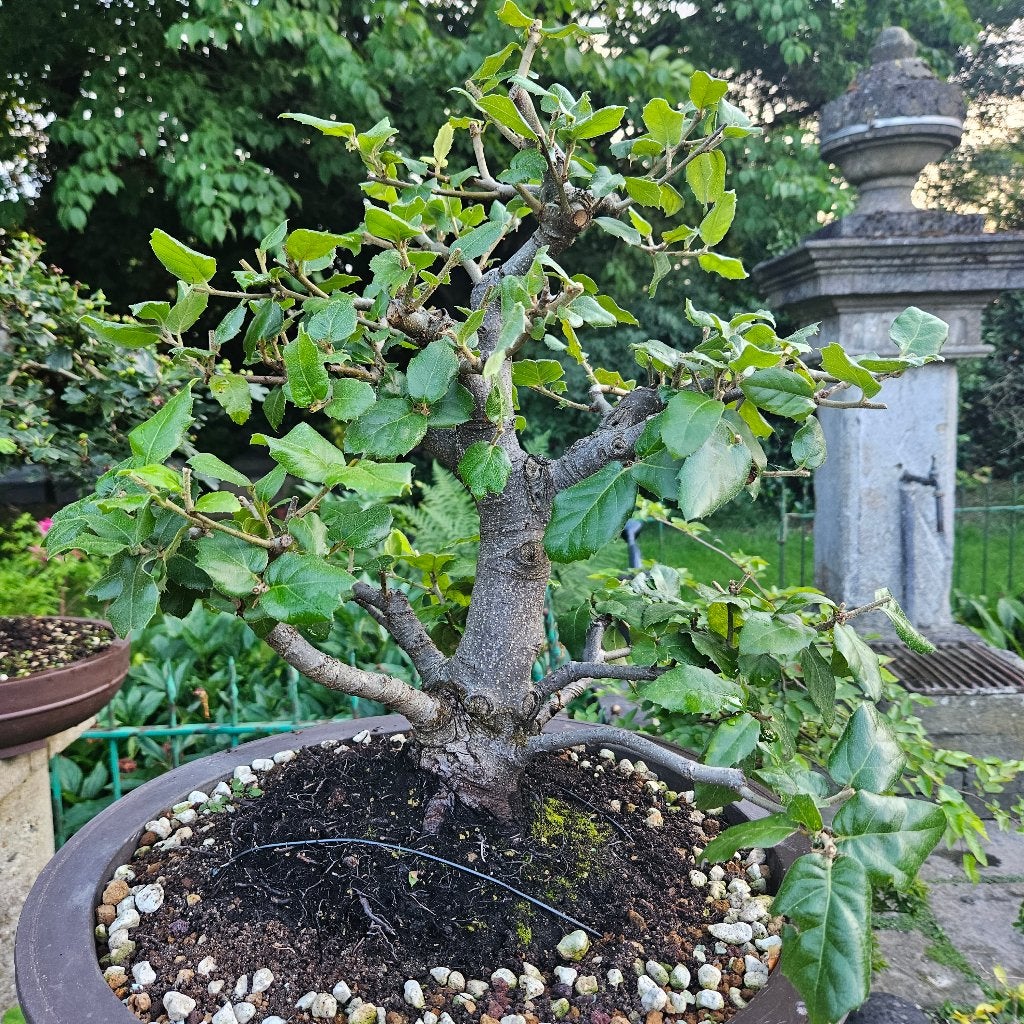 Bonsai Quercus ilex, Tuin en Terras, Planten | Bomen, Ophalen