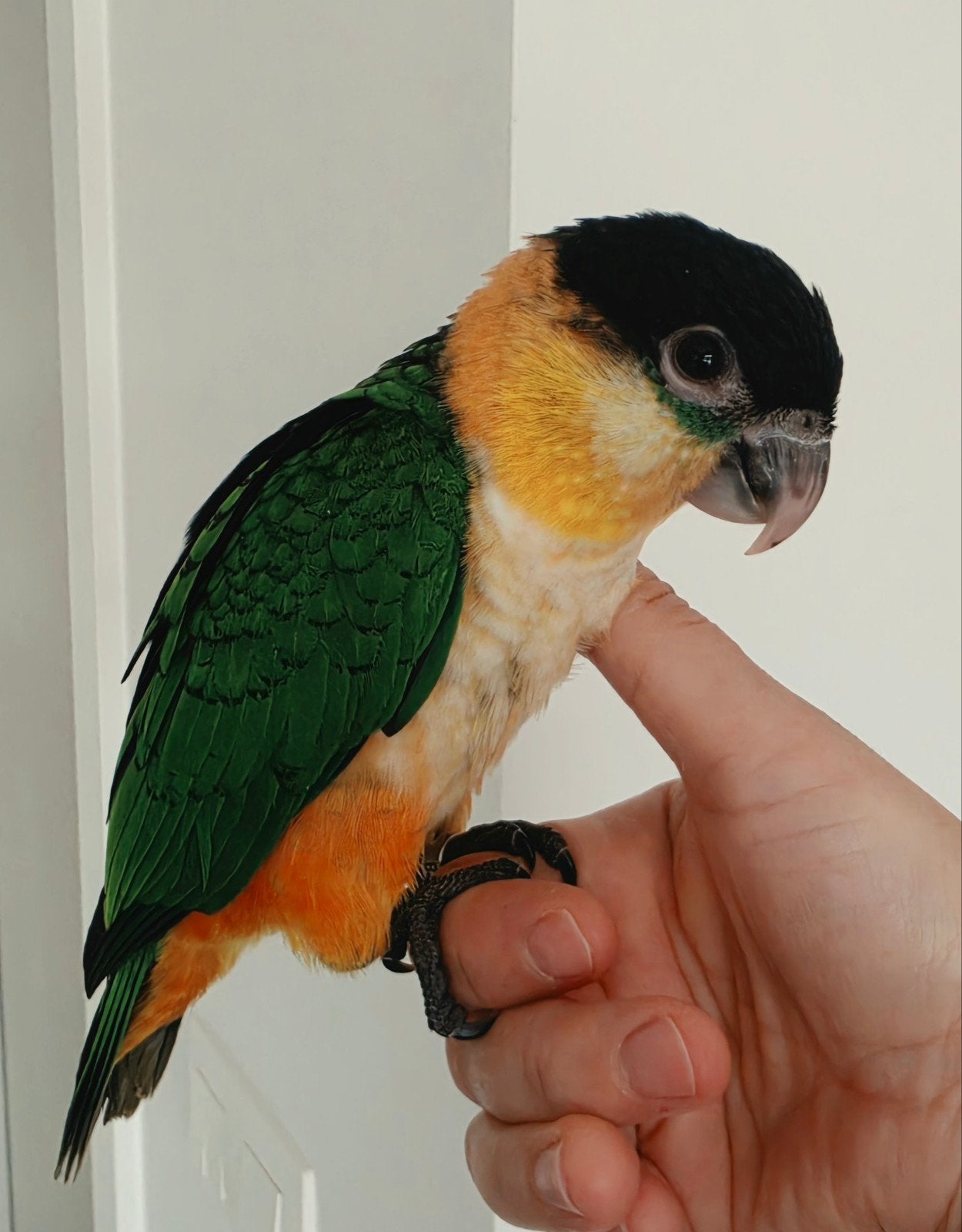 Superlieve, tamme en jonge Zwartkop Caique (vrouwtje), Vrouwelijk, Papegaai, Tam