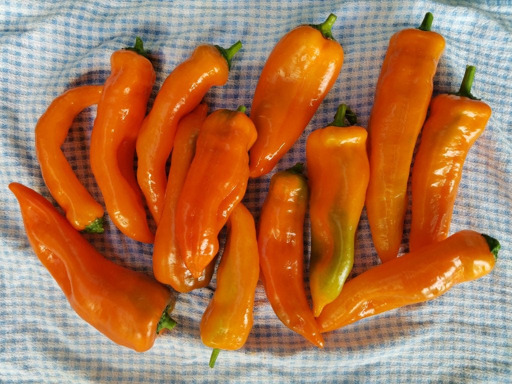 5 graines de Corno di toro poivron pointu orange doux, Envoi, Printemps, Plein soleil, Graine