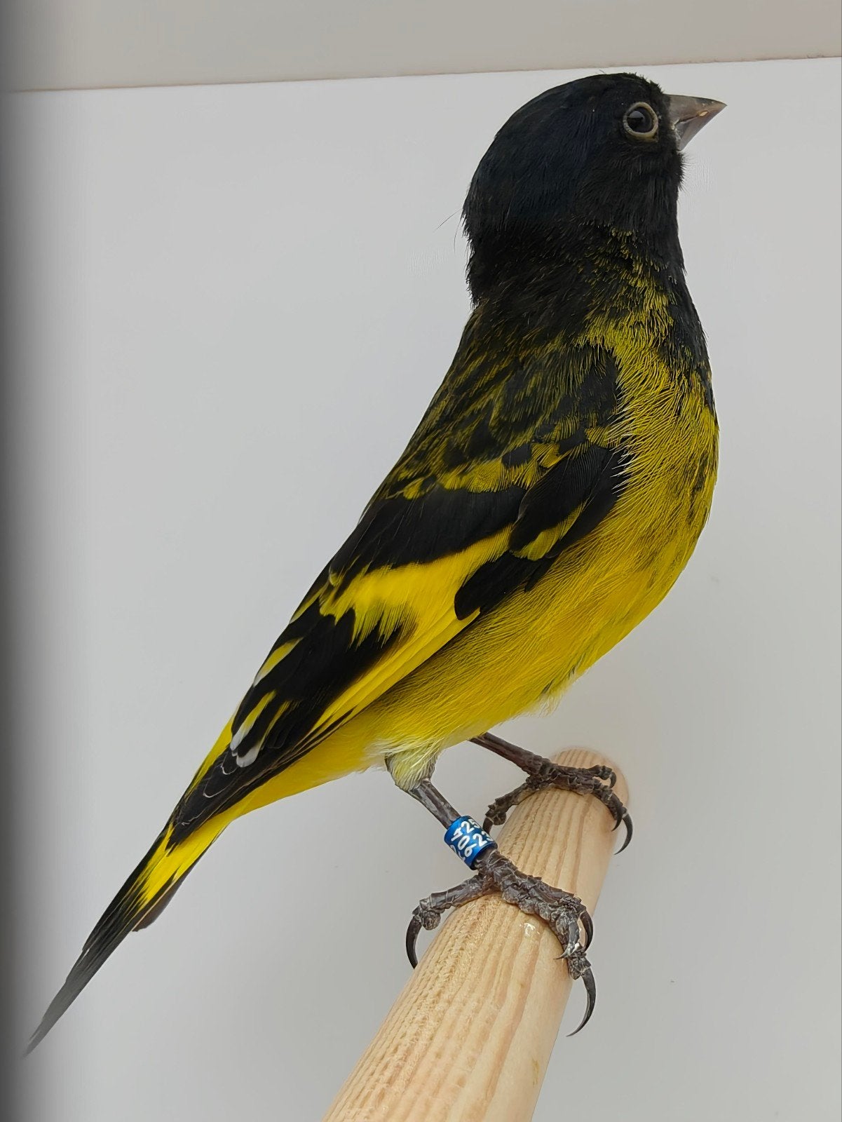 Zwartborstsijs man, Mannelijk, Tropenvogel, Geringd
