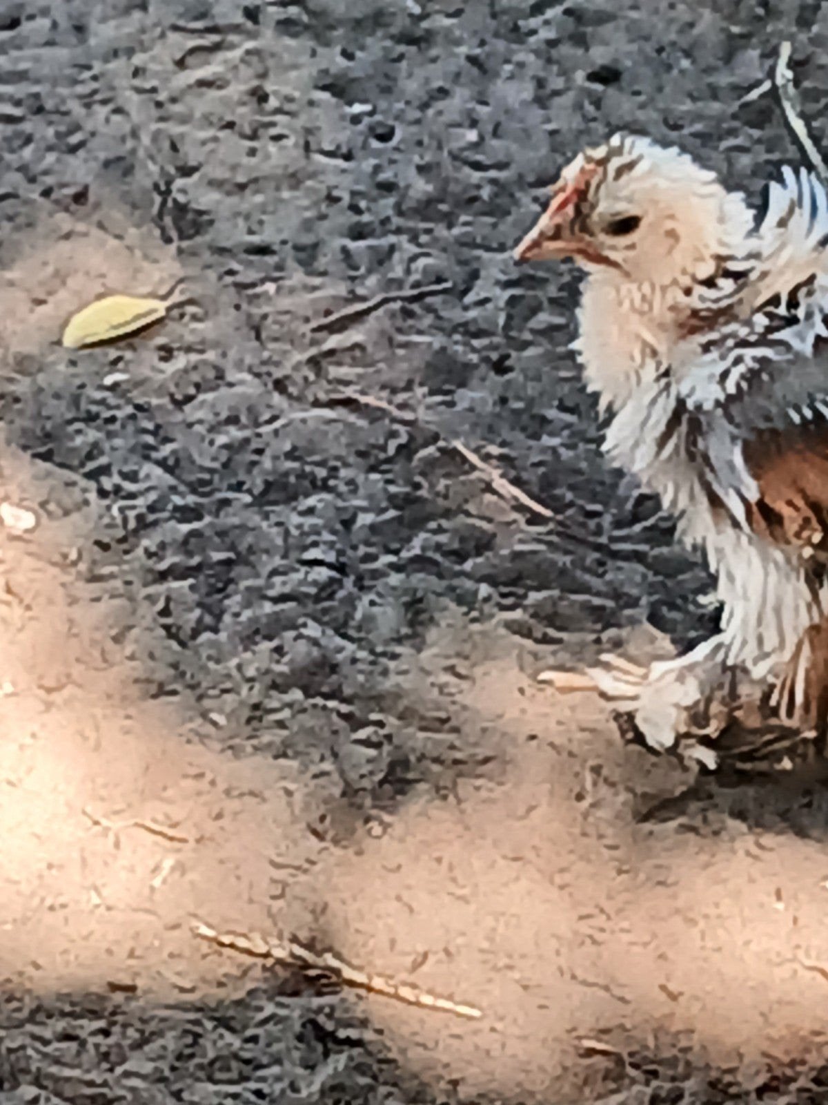 Sierkippen, Dieren en Toebehoren, Pluimvee