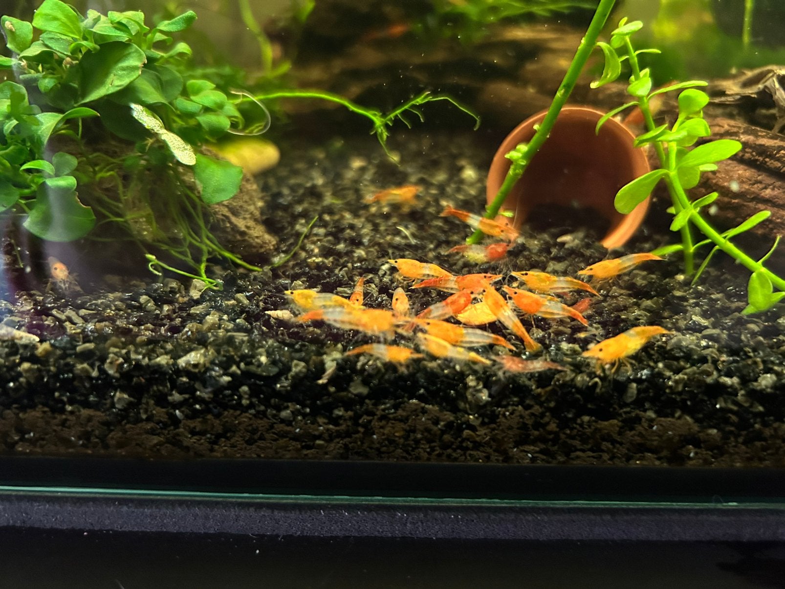 Neocaridina garnalen, Animaux & Accessoires, Homard, Crabe ou Crevette, Poisson d'eau douce, Banc de poissons
