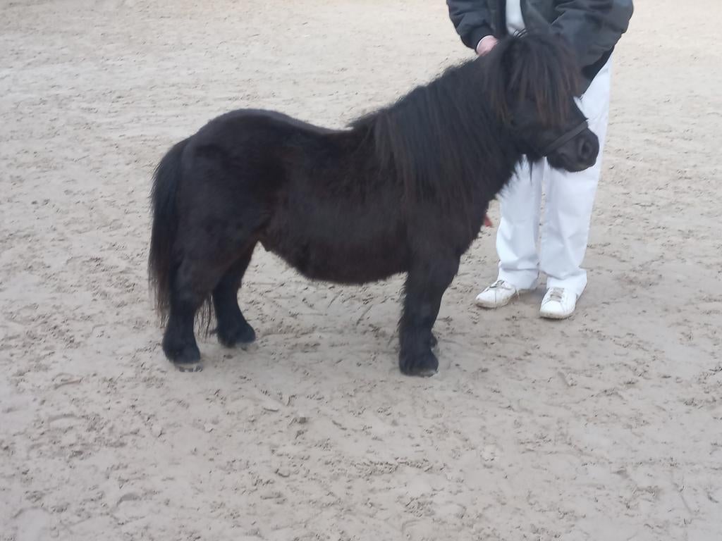 Shetland merrie's en dekhengst, Merrie