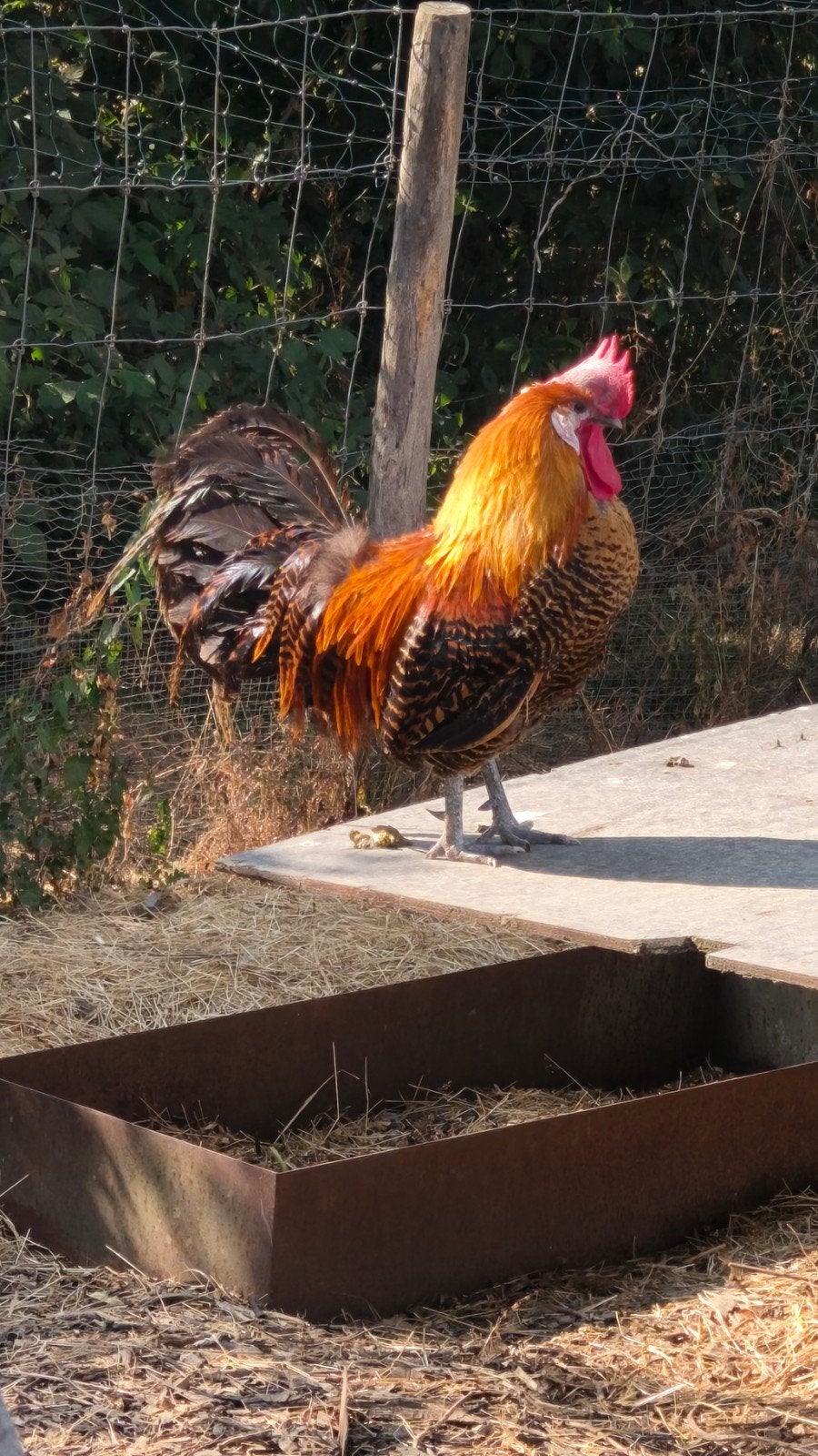 Goudbrakel haan 3 jaar, Dieren en Toebehoren, Pluimvee, Mannelijk, Kip
