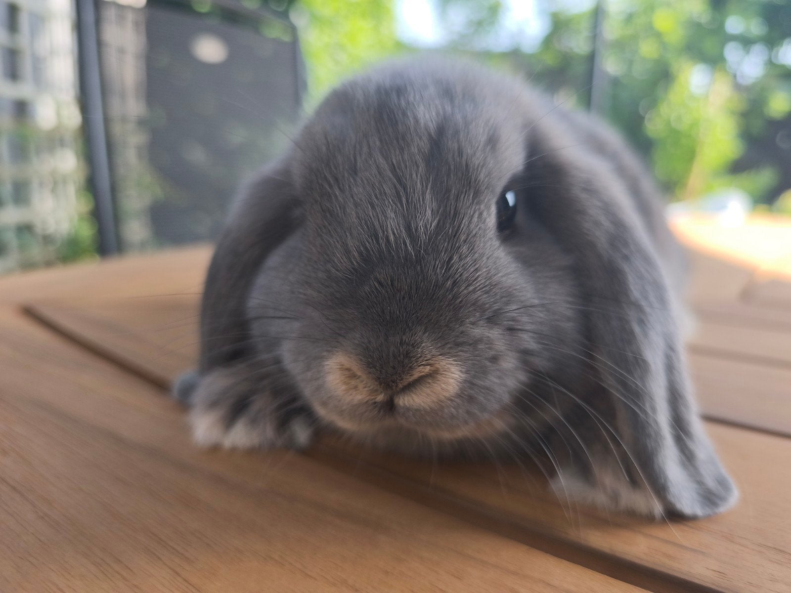 Nederlands Hangoor Dwergkonijnen, Dieren en Toebehoren, Meerdere dieren, Middelgroot, Hangoor, 0 tot 2 jaar